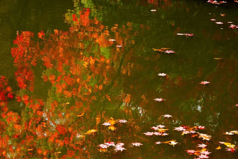 Wittgenstein Garden - a Photographic Art by Zucker Danièle